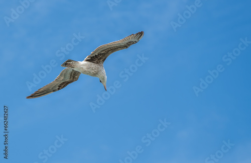 European herring gull in flight looking down at the lagoon with blue skys