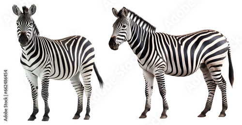 Zebra i isolated on background