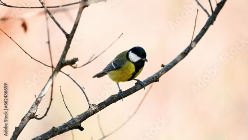 Great tit Parus major in the wild. Songbird close up. Slow motion. photo
