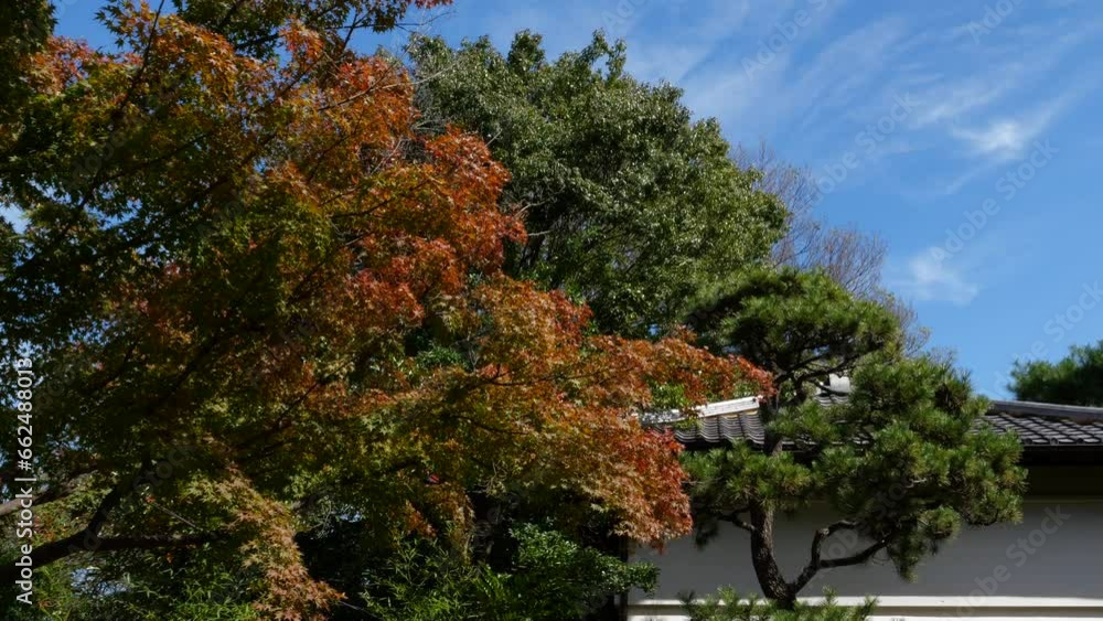 View of tiled roofs and trees with autumn leaves. View of tiled roofs and trees with autumn leaves.