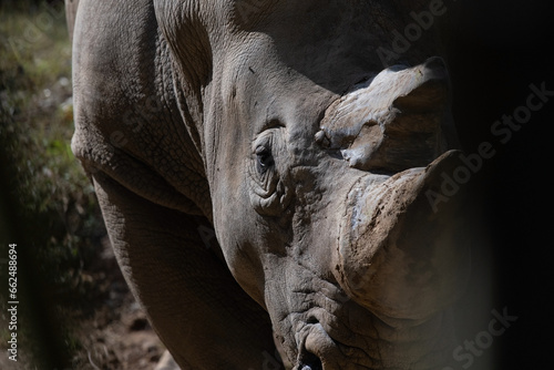 White Rhino Close Up Portrait