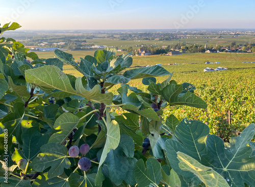 Wine country with fig tree in foreground, summer day