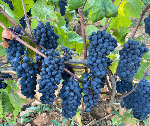 Dark blue grapes in harvest Burgundy France