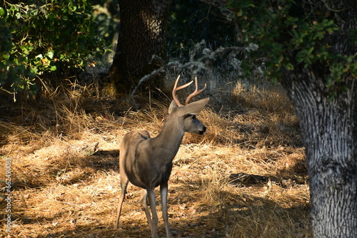 white tailed deer