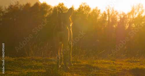 Fototapeta Naklejka Na Ścianę i Meble -  SILHOUETTE, LENS FLARE: Dog is standing on top of a grassy hill in golden light