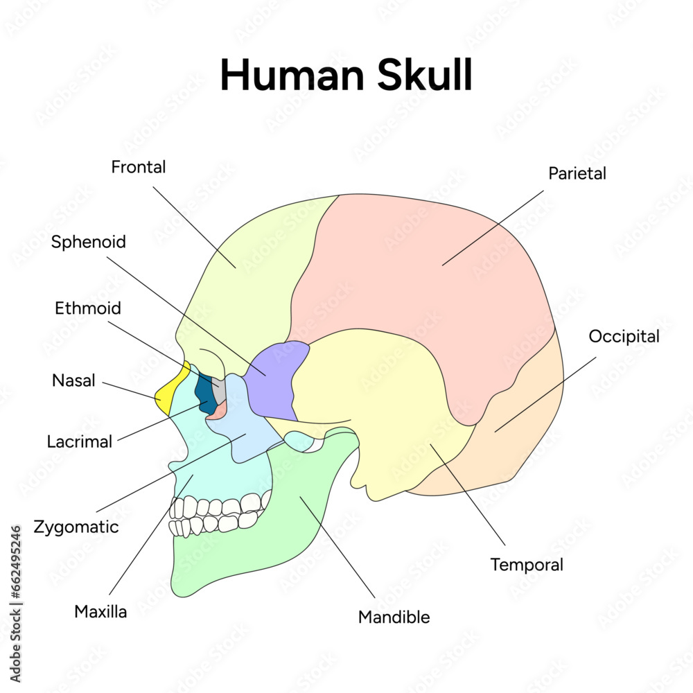 Obraz premium Humal skull infographic in vector