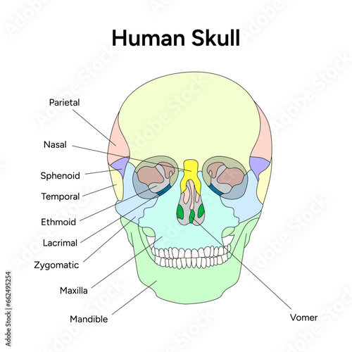 Medical infographic human skull in vector