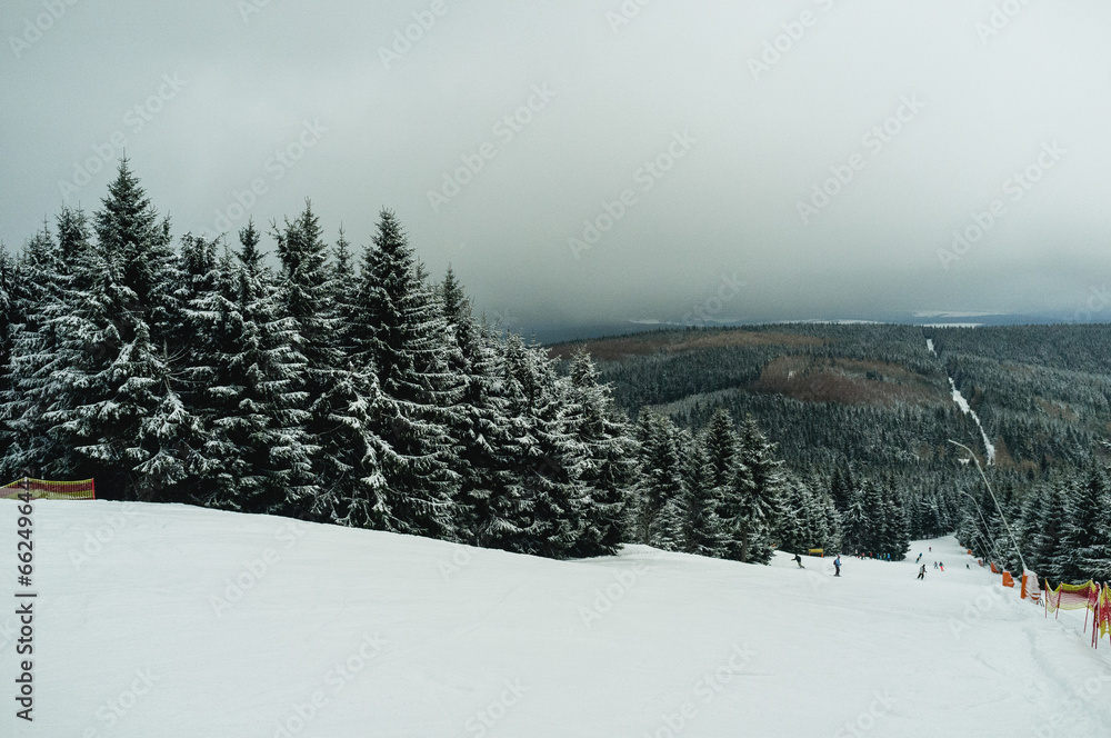 Fototapeta premium trees with snow in the mountains