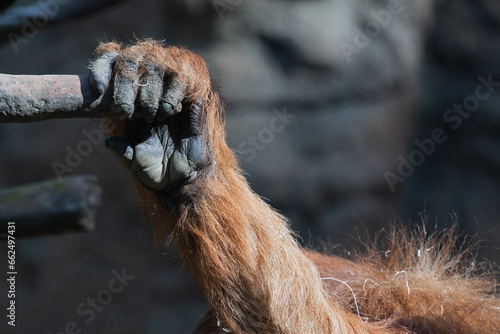 Sumatran Orangutan Hand Getting a Grip to Climb Up