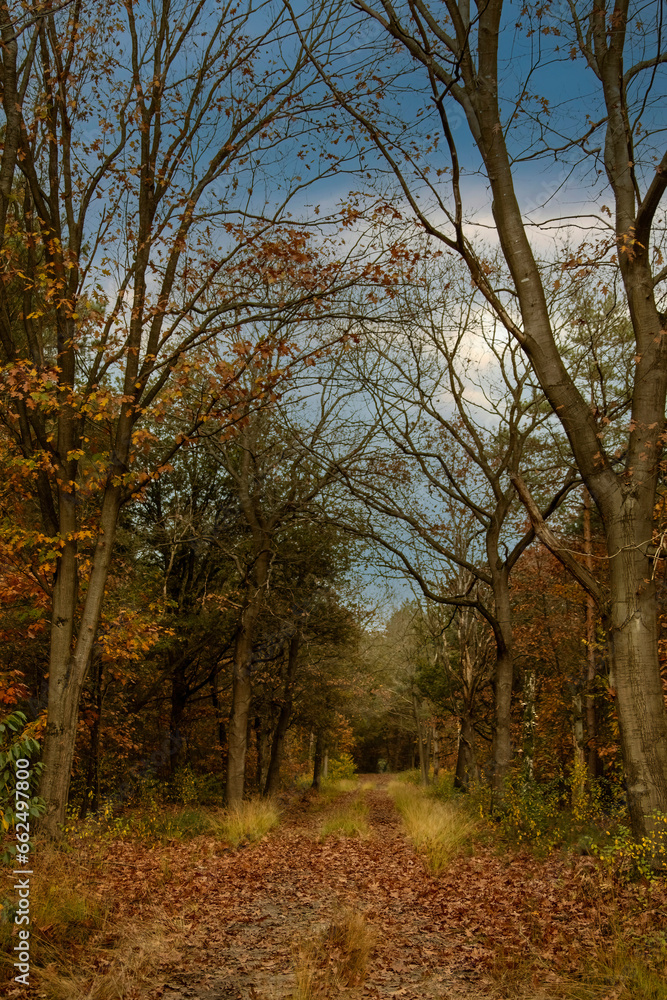 Autumn forest scenery with footpath in autumn forest nature