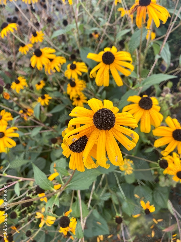Black eyed Susan flowers Black eyed Susan flowers