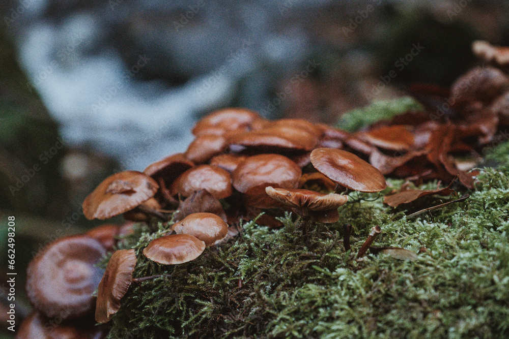 mushrooms in the forest mushrooms in the forest