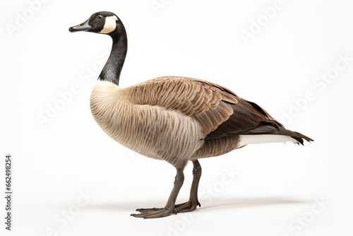 Portrait of a Canada goose