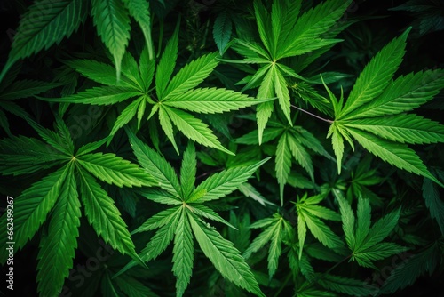 Cannabis leaf image Theme Hemp and marijuana