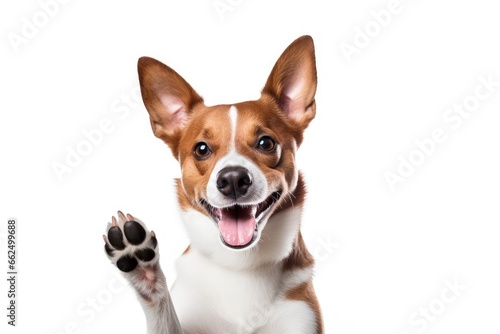 Cute basenji dog smiles gives high five on white background