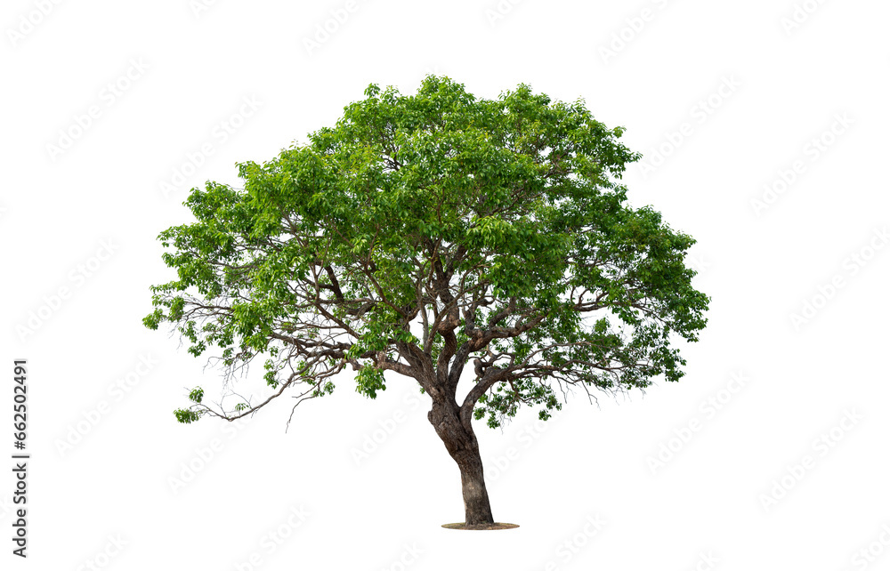 Obraz premium isolated tree on white background isolated tropical tree used for advertising and architecture design