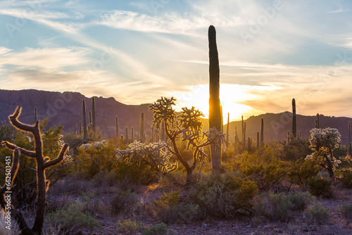 Saguaro photo