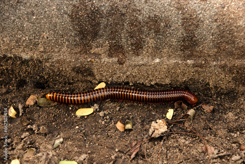 A centipede is eating a praying mantis. This multi-legged animal has the scientific name Scolopendra morsitans.