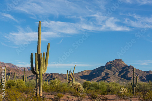 Saguaro photo