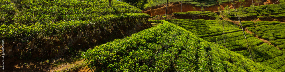 Tea plantation Tea plantation