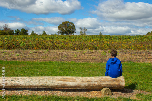 Boy sitting on a  tree log bench in a field of sunflowers in autumn  looking at his future