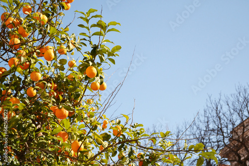 Orange tree with many fruits in Rome, Italy