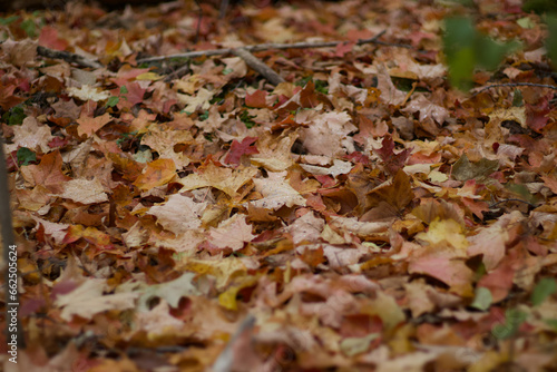 autumn leaves background