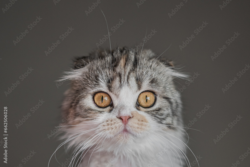 Scottish Fold Calico Kitten Cat Portrait Close up Gray Background