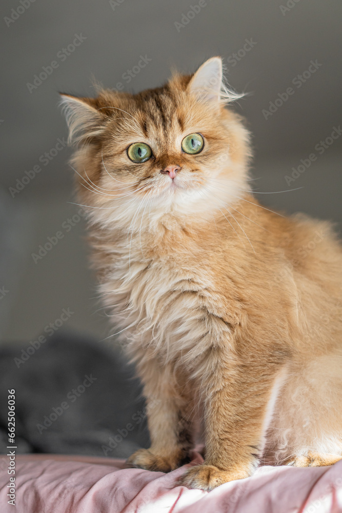 Close Up Shot Orange and Cream Long Hair Scottish Fold Straight Cat Kitten Close up With Sun Beam Green Eyes on Pink Sheets in the Morning