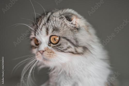 Scottish Fold Calico Kitten Cat Portrait Close up Gray Background Eye Shot © seaseasyd