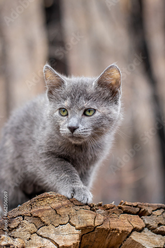 Gray Feline Kitten Cat Green Eyes Outside Portrait Trees Forest Log Portrait Prowl