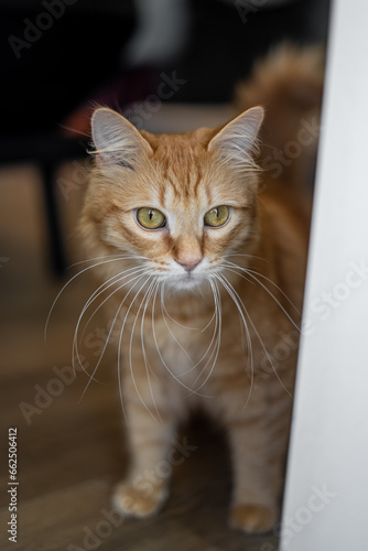 Long Haired Orange Striped Cat Adorable Close Up Yellowish Green Eyes © seaseasyd