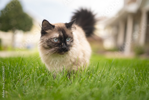 Fotografie Fluffy Siamese Ragdoll Cat Outside