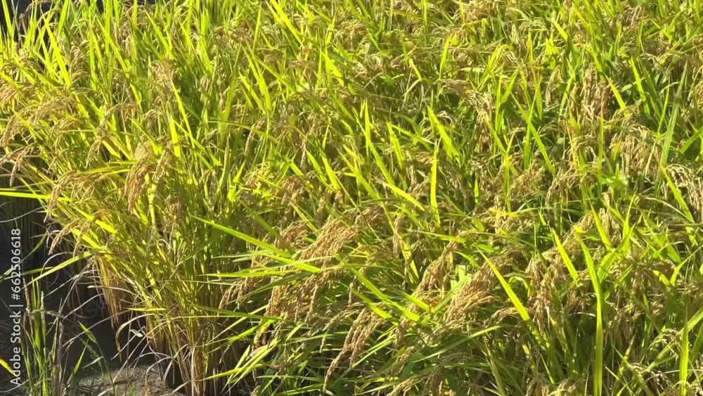 Close-up of ripe golden yellow rice and ears of rice in autumn Close-up of ripe golden yellow rice and ears of rice in autumn
