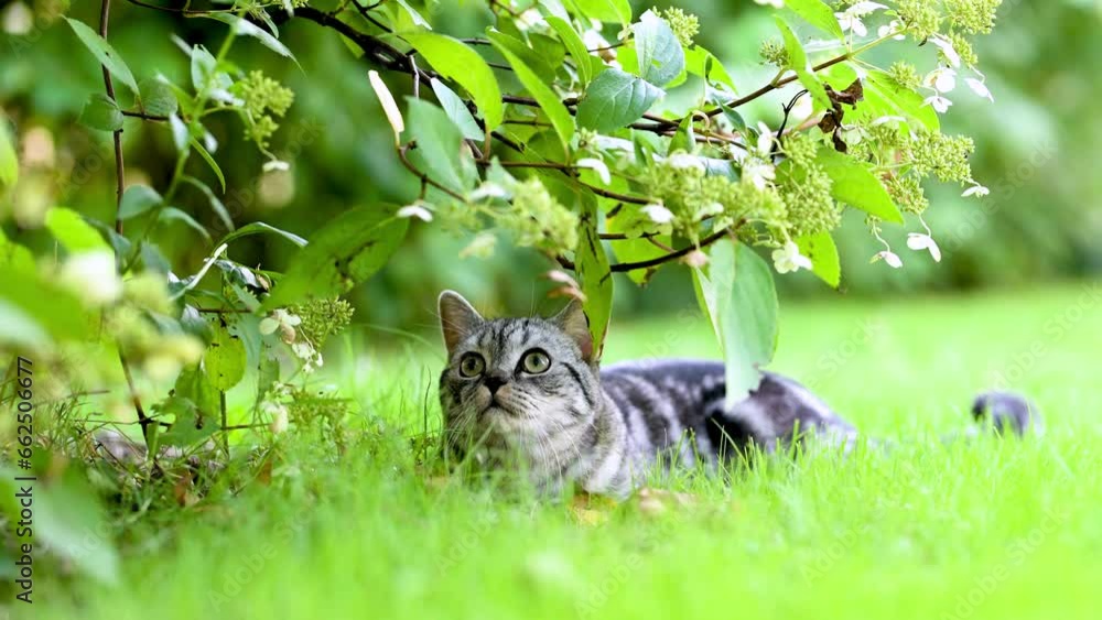 British shorthair silver tabby kitten walking in a back yard on a bright summer day. Slow motion footage of a juvenile domestic cat having fun outdoors in a garden or a back yard. British shorthair silver tabby kitten walking in a back yard on a bright summer day. Slow motion footage of a juvenile domestic cat having fun outdoors in a garden or a back yard.