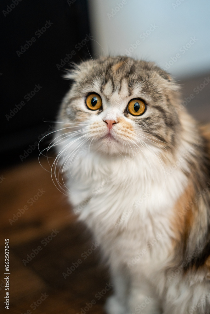 Striped Gold Eyes Scottish Fold Orange White and Gray Striped Gold Eyes Scottish Fold Orange White and Gray