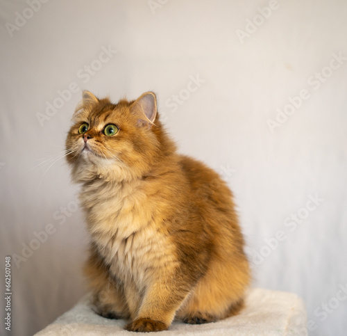 Fluffy Orange Flat Face Cat