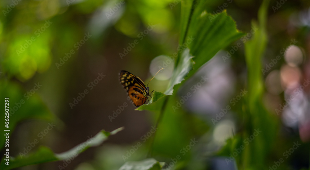 Close up of Butterfly in Lush Green Sanctuary in California Close up of Butterfly in Lush Green Sanctuary in California