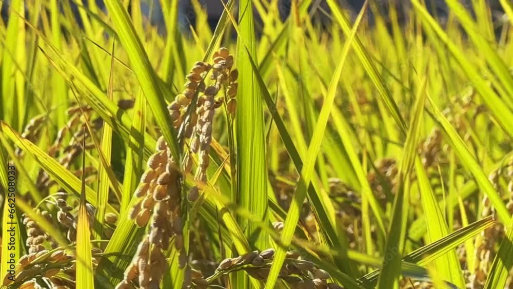 Close-up of ripe golden yellow rice and ears of rice in autumn Close-up of ripe golden yellow rice and ears of rice in autumn