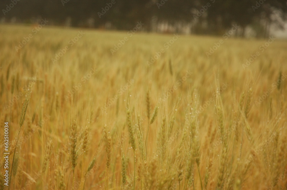 Golden wheat fields in Northern Argentina
