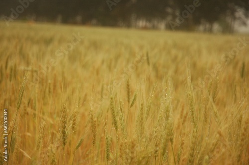 Golden wheat fields in Northern Argentina 