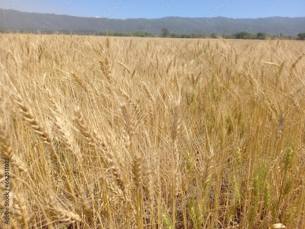 Golden wheat fields in Northern Argentina
Golden wheat fields in Northern Argentina