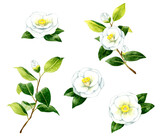 白色の椿のセット　冬・春の花の手描き水彩イラスト素材