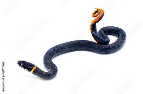 Southern ring necked or ringneck snake - Diadophis punctatus punctatus - defense posture of curling up their tail exposing bright red orange posterior, ventral surface isolated on white background
