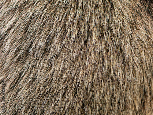 Bear fur texture in a close up. The hair of a Ursus arctos animal is fluffy and soft. The structure can be used as abstract background.