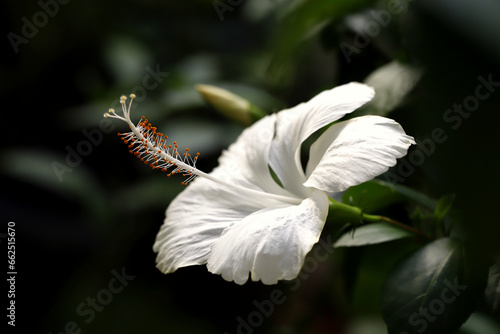 Blooming white hibiscus flower with dark background photo