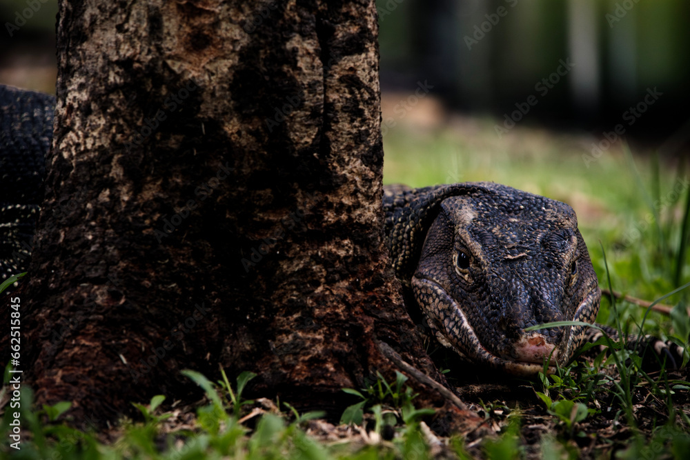 lizard park, Asian water monitor - Varanus salvator is also a common water, a large monitor lizard found in South and Southeast Asia (musk lizard, two-lined lizard, rice lizard, ring-necked lizard