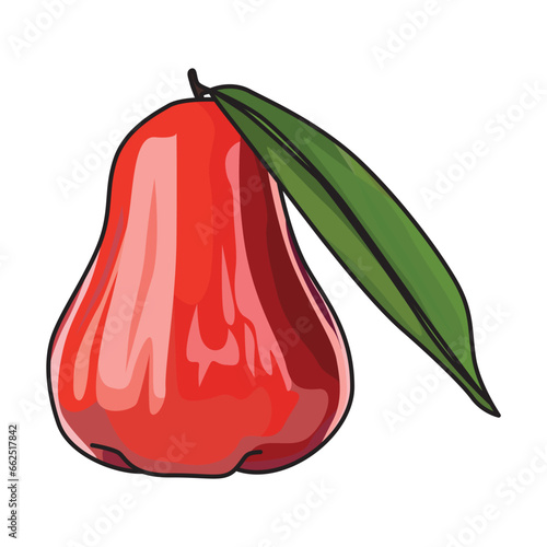 Jambu air or water apple vector illustration, suitable for sticker, coloring book and graphic design elements