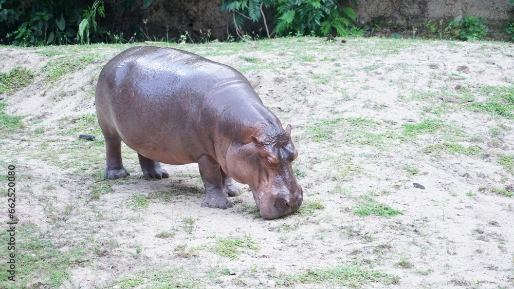 hippopotamus in the wild hippopotamus in the wild