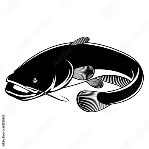 Catfish photo